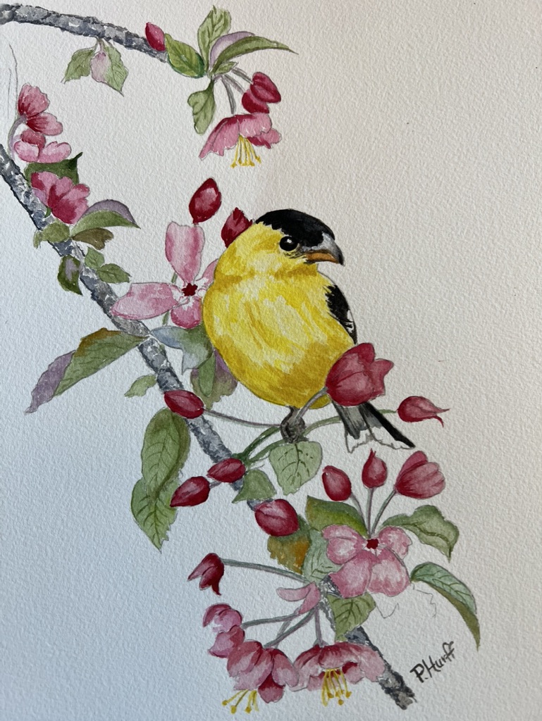Goldfinch and apple blossoms Watercolor